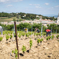 VIGNERONNES Image 9